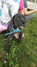 Great Dane Puppy for sale in MARKESAN, WI, USA