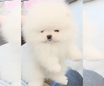 Small Photo #1 Pomeranian Puppy For Sale in CHINO HILLS, CA, USA