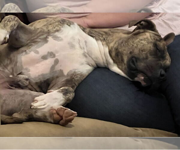 Medium Photo #2 Mutt Puppy For Sale in Euless, TX, USA