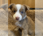 Small Photo #2 Border-Aussie Puppy For Sale in DAVENPORT, FL, USA