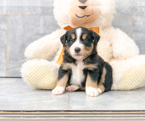 Miniature Australian Shepherd Puppy for sale in CLEVELAND, NC, USA