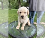 Small #6 Labrador Retriever