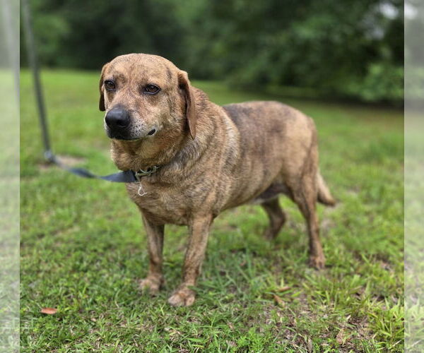 Medium Photo #2 Catahoula Leopard Dog-German Shepherd Dog Mix Puppy For Sale in Attalka, AL, USA
