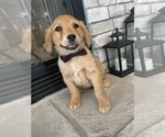 Small Photo #1 Golden Retriever Puppy For Sale in BROOKLINE, MO, USA