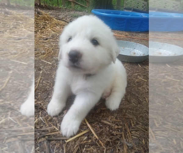 Medium Photo #2 Great Pyrenees Puppy For Sale in MORGANTOWN, WV, USA