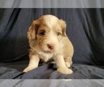 Puppy 4 Aussiedoodle Miniature 