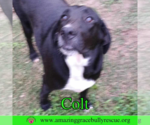 Small #1 Labrador Retriever Mix