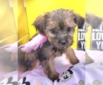 Small Photo #19 YorkiePoo Puppy For Sale in BLUE MOUND, TX, USA