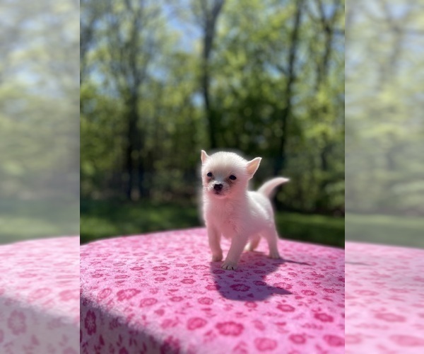 Medium Photo #56 Pomsky Puppy For Sale in DRACUT, MA, USA