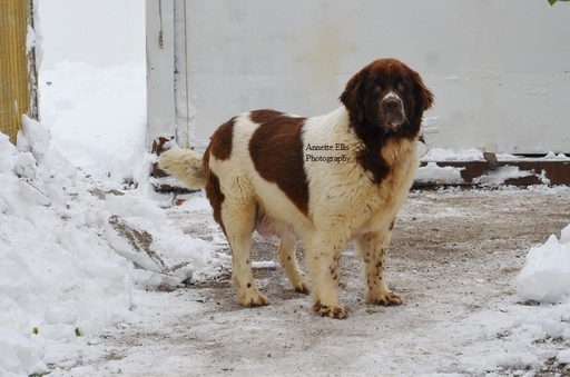 Medium Photo #1 Newfoundland Puppy For Sale in MILLERSBURG, IN, USA