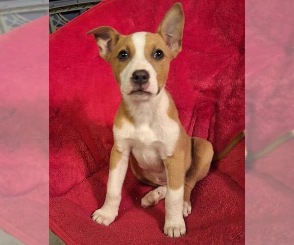 Medium Photo #1 American Pit Bull Terrier Puppy For Sale in Oklahoma City, OK, USA