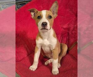 American Pit Bull Terrier Dogs for adoption in Oklahoma City, OK, USA