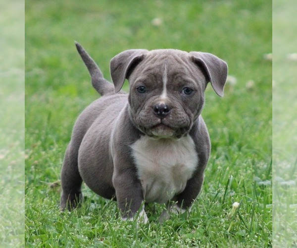 Medium Photo #10 American Bully Puppy For Sale in BILLINGS, MO, USA