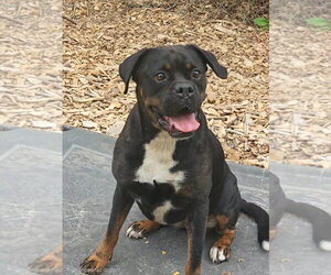 Bulldog Dogs for adoption in Bloomingdale, NJ, USA