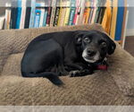 Small #3 Chihuahua Mix