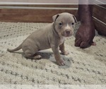 Puppy Puppy 2 American Bully