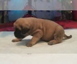 Small Photo #19 Mastiff Puppy For Sale in FULTON, NY, USA