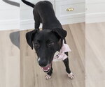 Small #1 Great Dane Mix