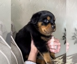 Small #52 Rottweiler