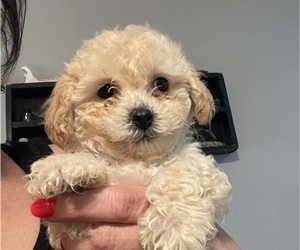 Maltipoo Puppy for sale in GREEN BAY, WI, USA