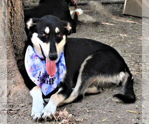 Gracey - Female Siberian Husky-Unknown Mix Dog for Adoption - Photo #2