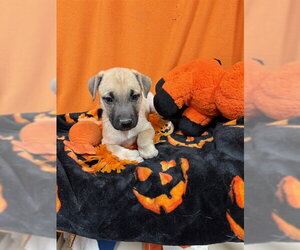 German Shepherd Dog Dogs for adoption in Modesto, CA, USA