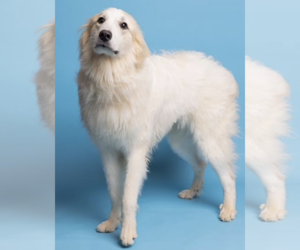 Great Pyrenees Dogs for adoption in Thomasville, NC, USA