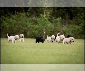 Labrador Retriever Puppy for Sale in SANTA ROSA BEACH, Florida USA