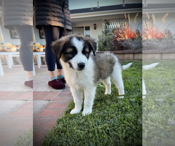 Medium Photo #3 Australian Shepherd Puppy For Sale in Menifee, CA, USA