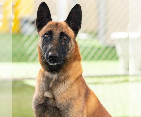 Medium Photo #2 Mutt Puppy For Sale in Camarillo, CA, USA