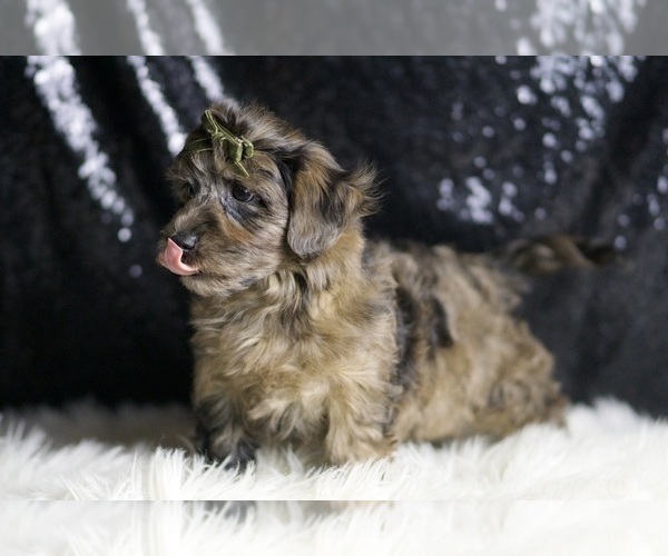 Medium Photo #5 YorkiePoo Puppy For Sale in WARSAW, IN, USA