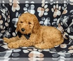Small Photo #4 Goldendoodle Puppy For Sale in KIRKWOOD, PA, USA