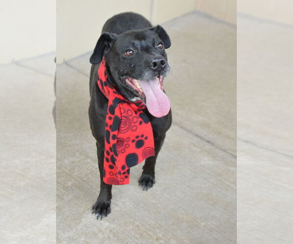 Medium Photo #3 American Staffordshire Terrier-Unknown Mix Puppy For Sale in McKinney, TX, USA