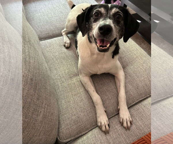 Medium Photo #2 Pointer-Unknown Mix Puppy For Sale in Crystal, MN, USA