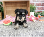Crystal - Female Schnauzer (Miniature) Puppy for Sale - Photo #7