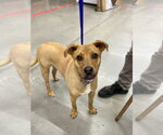 Small #16 Labrador Retriever Mix