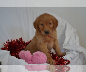 Medium Golden Retriever