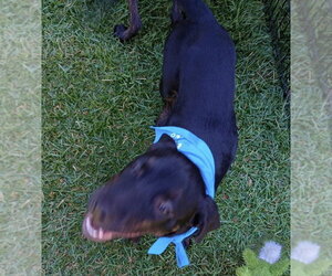 Miranda - Female Labrador Retriever-Unknown Mix Dog for Adoption - Photo #20