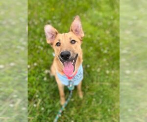 Collie-Unknown Mix Dogs for adoption in pomfret, CT, USA