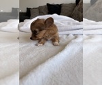 Small Photo #46 Chihuahua Puppy For Sale in SAN ANTONIO, TX, USA