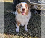 Small #1 Australian Shepherd