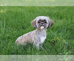 Mother of the Shih Tzu puppies born on 05/30/2025