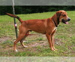 Small #1 Labrador Retriever-Rhodesian Ridgeback Mix