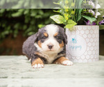 Puppy Pepper Bernese Mountain Dog