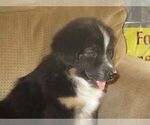 Small Photo #1 Australian Shepherd Puppy For Sale in SHELDON, MO, USA