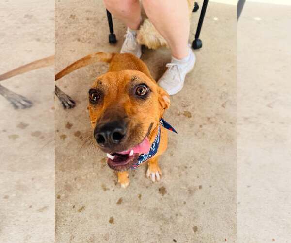 Medium Photo #2 Chiweenie Puppy For Sale in Houston, TX, USA