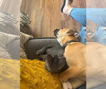 Small #2 Boxer Mix