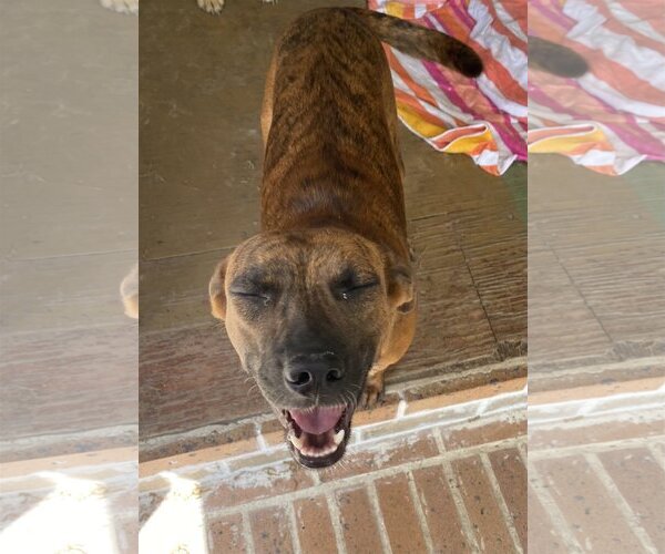 Medium Photo #4 Catahoula Leopard Dog-Unknown Mix Puppy For Sale in Spring, TX, USA