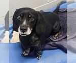 Small #5 Basschshund