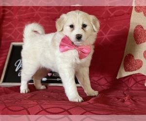 American Eskimo Dog-Unknown Mix Puppy for sale in LANCASTER, PA, USA